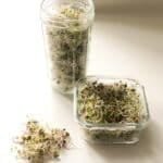 Sprouts in jars